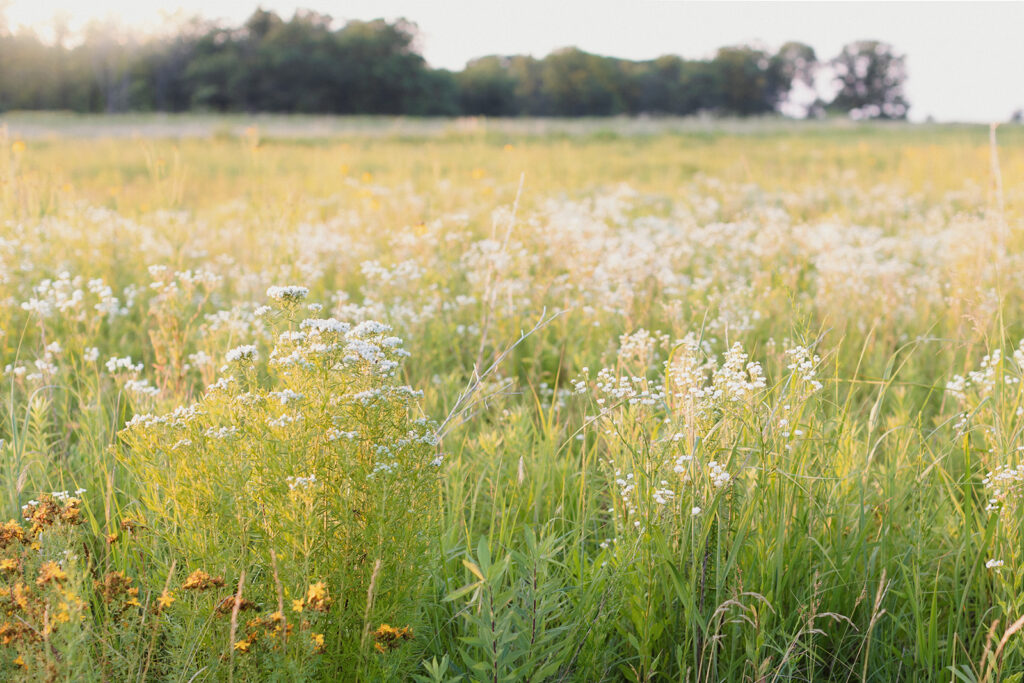 Wellness coach north shore Chicago strategic brand photos open field